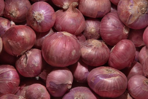 Omg onion shop